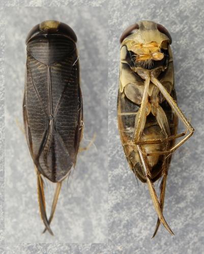 Hesperocorixa sahlbergi
